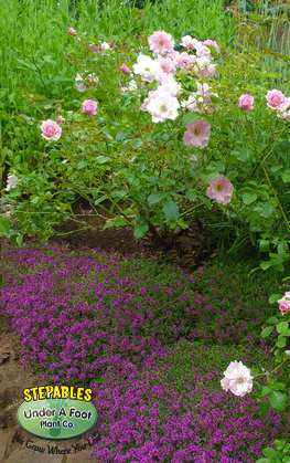 ../ProdImages/ProdImages_Extra/116_Thymus praecox Coccineus Red Creeping Thyme with rose_2015416.jpg